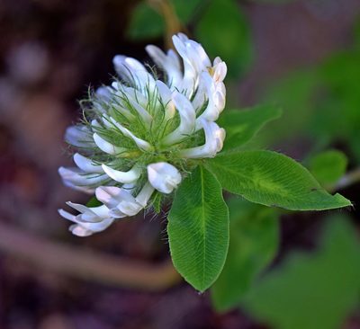 Trifolium pignantii, photographed by Kostas Zontanos