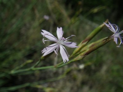 Dianthus pyrenaicus, photographed by Yves Bas
