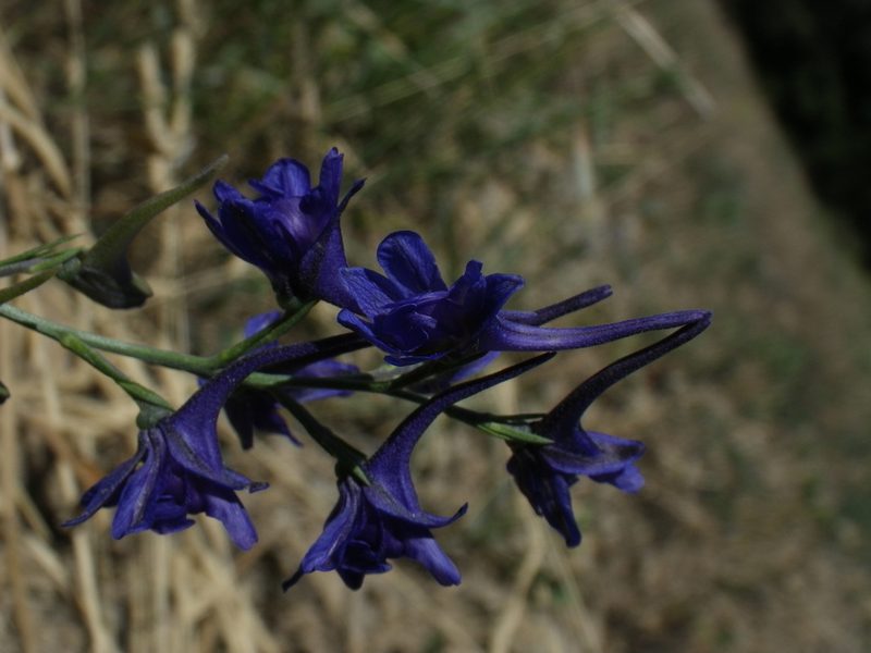 Delphinium verdunense, photographed by Yves Bas