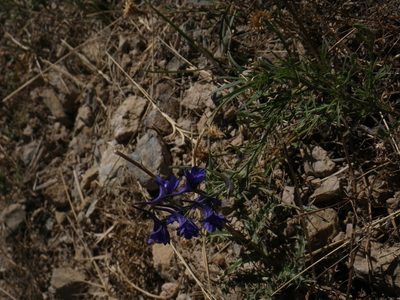Delphinium verdunense, photographed by Yves Bas