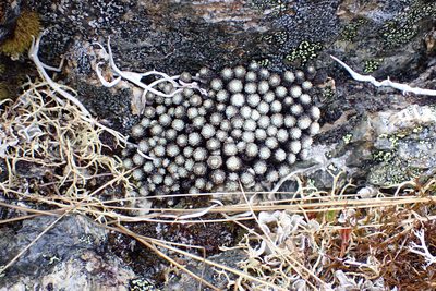 Raoulia bryoides, photographed by Jenny Saito