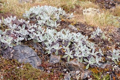Celmisia allanii, photographed by Jenny Saito