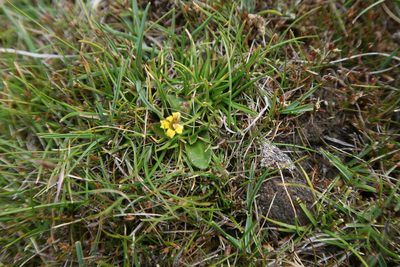 Goodenia montana, photographed by Cowirrie