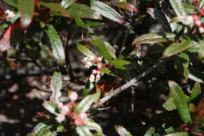 Gaultheria hispida, photographed by Cowirrie