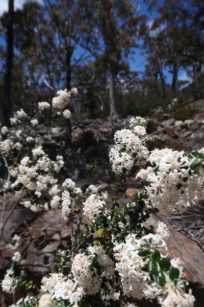 Pimelea nivea, photographed by Cowirrie
