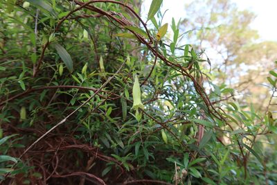 Billardiera macrantha, photographed by Cowirrie