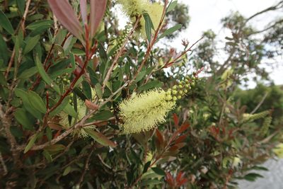 Melaleuca pallida, photographed by Cowirrie
