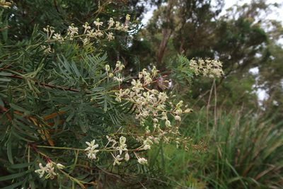 Lomatia tinctoria, photographed by Cowirrie