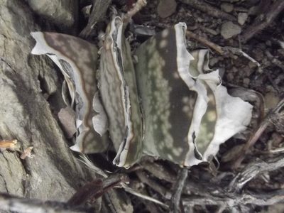 Gasteria brachyphylla, photographed by Ludwig Muller