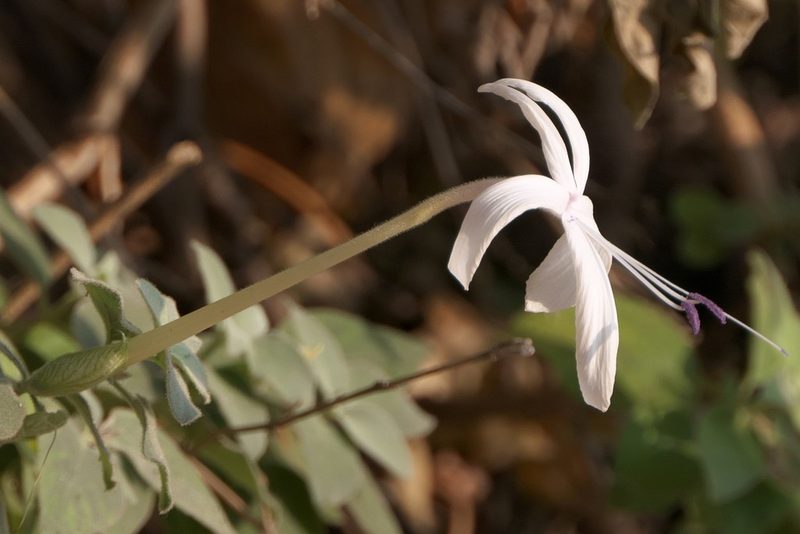 Barleria lavaniana, photographed by Dinesh Valke