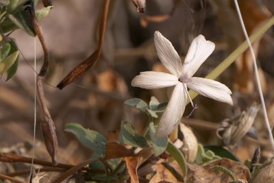 Barleria lavaniana, photographed by Dinesh Valke