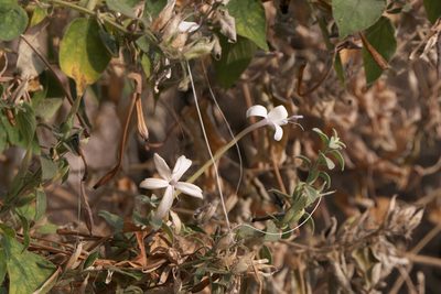 Barleria lavaniana, photographed by Dinesh Valke