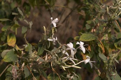 Barleria lavaniana, photographed by Dinesh Valke