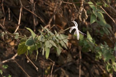 Barleria lavaniana, photographed by Dinesh Valke