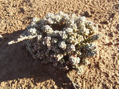 Crassula corallina, photographed by Ludwig Muller