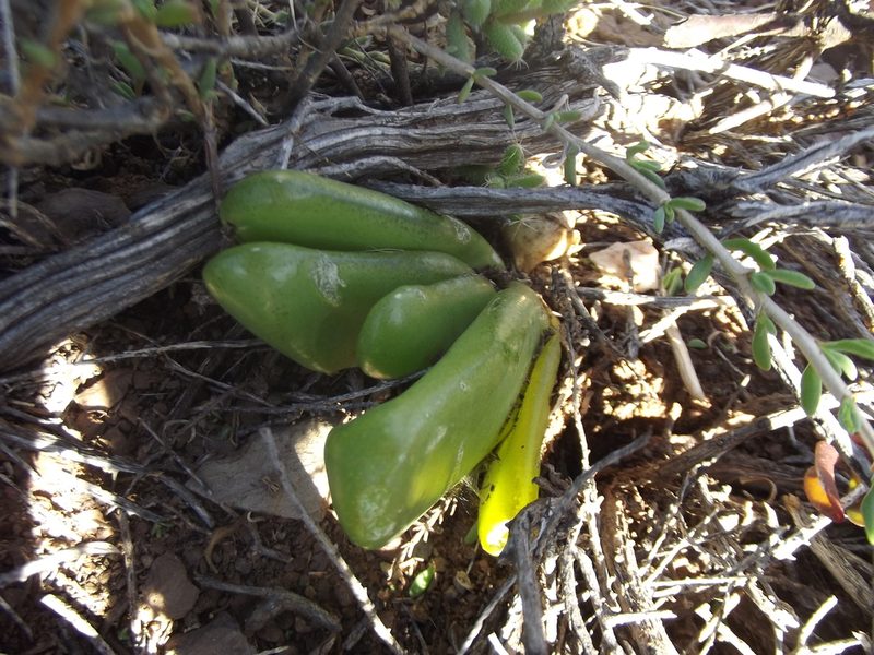 Glottiphyllum nelii, photographed by Ludwig Muller