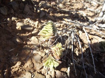 Crassula capitella, photographed by Ludwig Muller