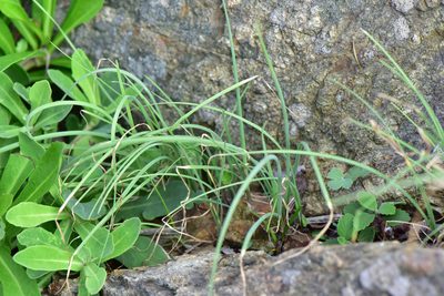 Allium macrostemon, photographed by Cheng-Tao Lin