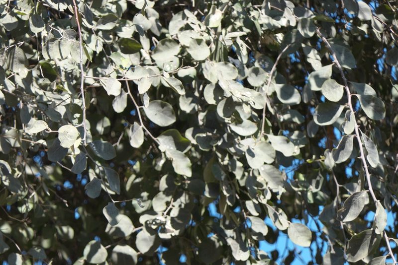 Capparis grandis, photographed by Dinesh Valke