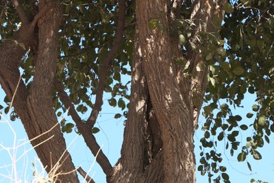 Capparis grandis, photographed by Dinesh Valke