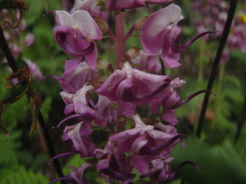 Pedicularis davidii, photographed by Yves Bas