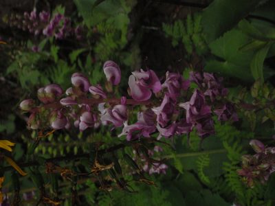 Pedicularis davidii, photographed by Yves Bas