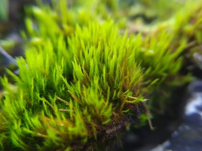 Flexitrichum flexicaule, photographed by carnifex