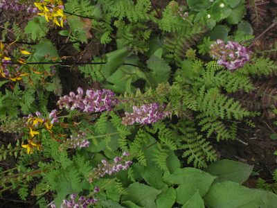 Pedicularis davidii, photographed by Yves Bas