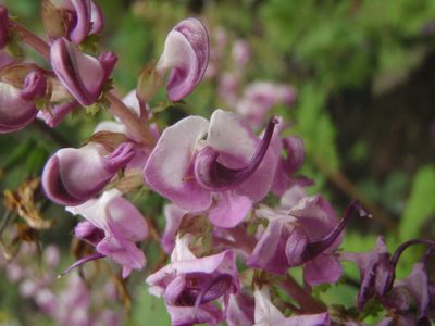 Pedicularis davidii, photographed by Yves Bas
