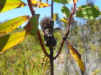 Protea mundii, photographed by Matthew Fainman