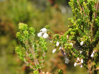 Erica scabriuscula, photographed by Matthew Fainman