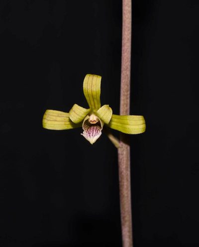 Eulophia epidendraea, photographed by S.MORE