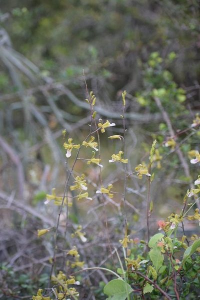 Eulophia epidendraea, photographed by S.MORE