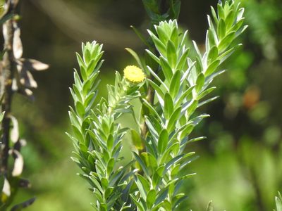 Schistostephium umbellatum, photographed by Matthew Fainman