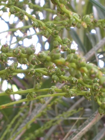 Phoenix roebelenii, photographed by E. Goossen