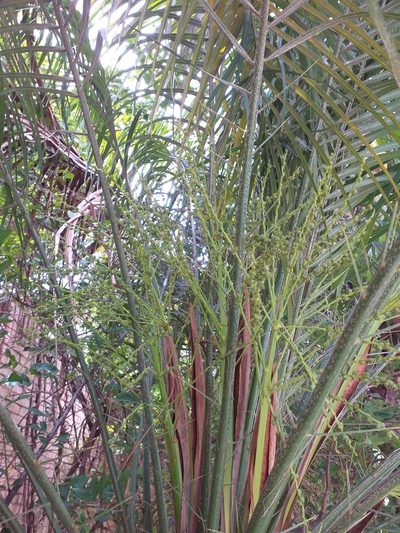 Phoenix roebelenii, photographed by E. Goossen