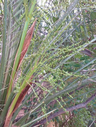 Phoenix roebelenii, photographed by E. Goossen