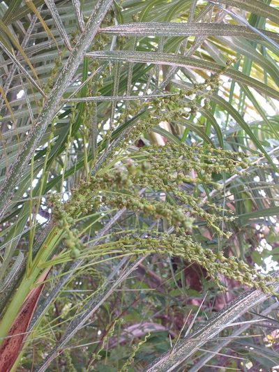 Phoenix roebelenii, photographed by E. Goossen