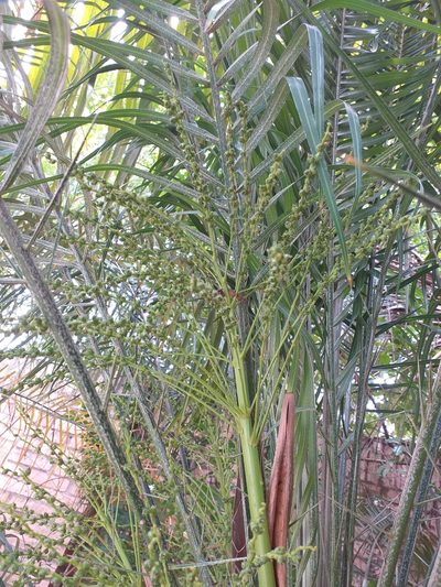 Phoenix roebelenii, photographed by E. Goossen