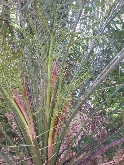 Phoenix roebelenii, photographed by E. Goossen