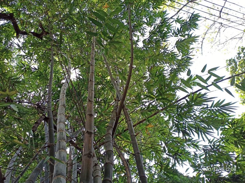 Dendrocalamus giganteus, photographed by Sabarni Sarker
