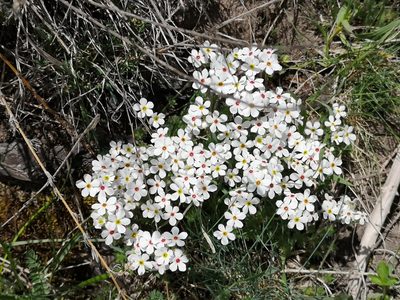 Androsace villosa, photographed by Todd Boland