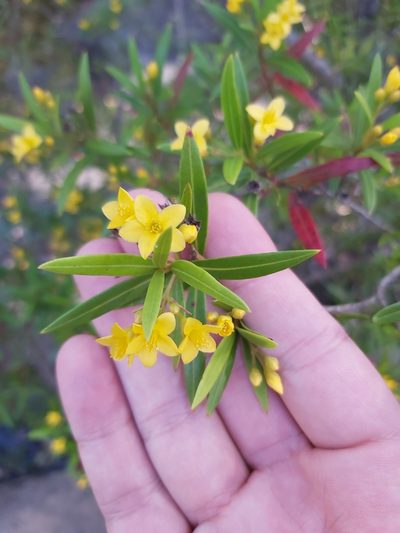 Tristania neriifolia, photographed by Tim