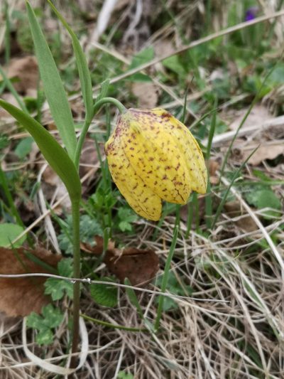Fritillaria collina, photographed by Todd Boland