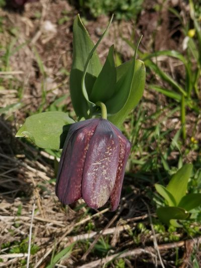 Fritillaria latifolia, photographed by Todd Boland