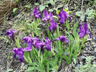 Iris furcata, photographed by Todd Boland