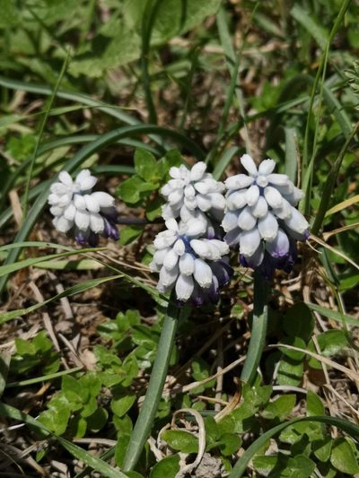 Muscari pallens, photographed by Todd Boland