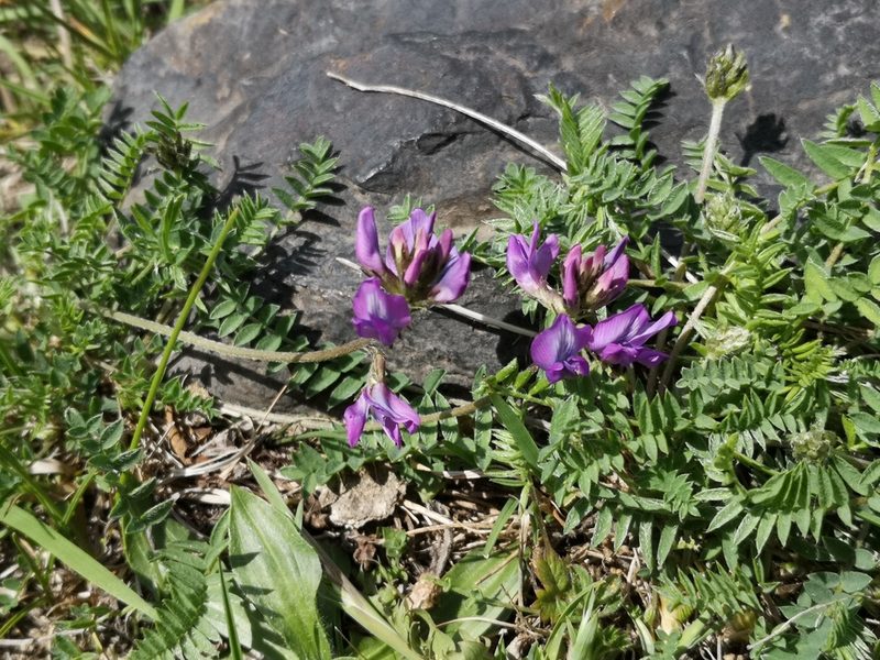 Oxytropis owerinii, photographed by Todd Boland