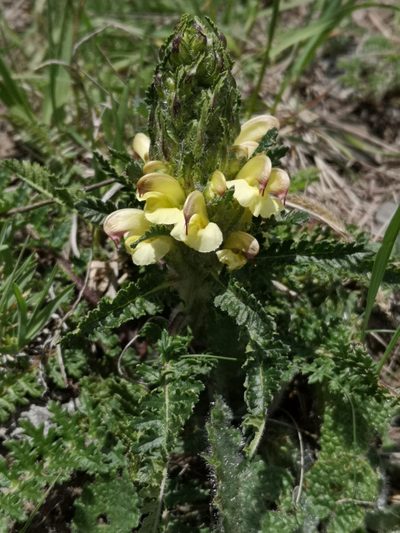 Pedicularis chroorrhyncha, photographed by Todd Boland