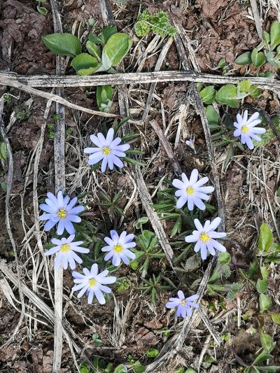 Anemonoides caucasica, photographed by Todd Boland